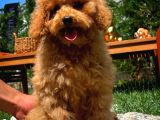 Orijinal Renk Safkan Red Brown Toy Poodle Kızımız Krema