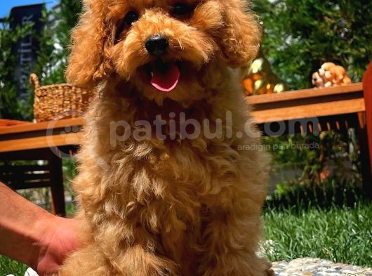 Orijinal Renk Safkan Red Brown Toy Poodle Kızımız Krema görsel