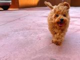 Orijinal Renk Safkan Red Brown Toy Poodle Kızımız Krema
