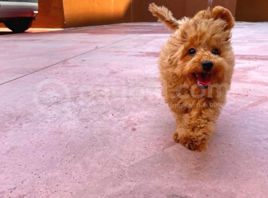 Orijinal Renk Safkan Red Brown Toy Poodle Kızımız Krema görsel