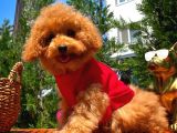 Orijinal Renk Safkan Red Brown Toy Poodle Kızımız Krema