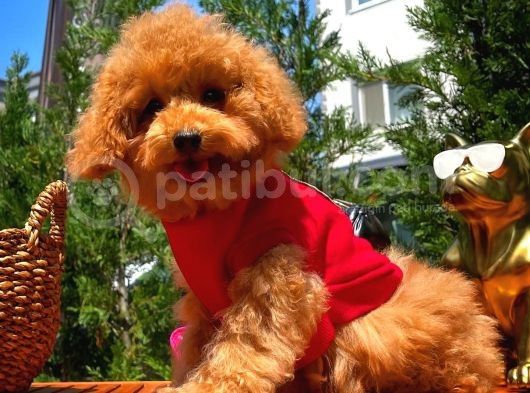 Orijinal Renk Safkan Red Brown Toy Poodle Kızımız Krema görsel