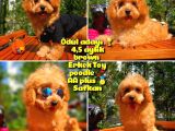 Orijinal Renk Safkan Red Brown Toy Poodle Oğlumuz Browni