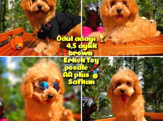 Orijinal Renk Safkan Red Brown Toy Poodle Oğlumuz Browni
