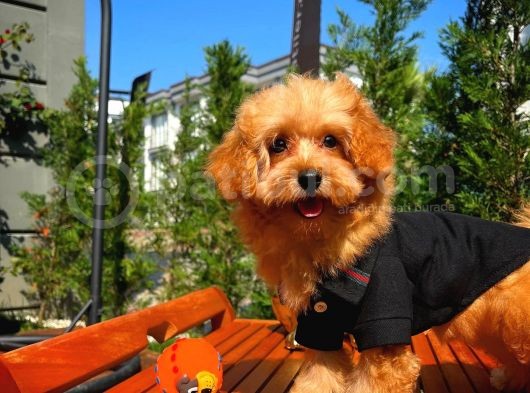 Orijinal Renk Safkan Red Brown Toy Poodle Oğlumuz Browni görsel