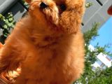Orijinal Renk Safkan Red Brown Toy Poodle Oğlumuz Browni