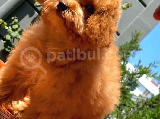 Orijinal Renk Safkan Red Brown Toy Poodle Oğlumuz Browni görsel
