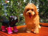 Orijinal Renk Safkan Red Brown Toy Poodle Oğlumuz Browni