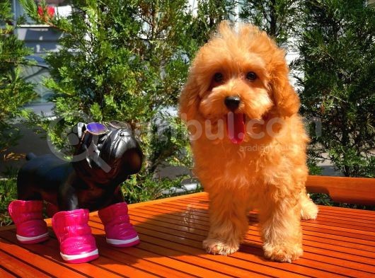Orijinal Renk Safkan Red Brown Toy Poodle Oğlumuz Browni görsel