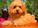 Orijinal Renk Safkan Red Brown Toy Poodle Oğlumuz Browni