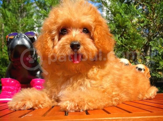 Orijinal Renk Safkan Red Brown Toy Poodle Oğlumuz Browni görsel