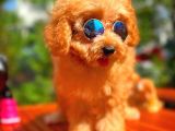 Orijinal Renk Safkan Red Brown Toy Poodle Oğlumuz Browni