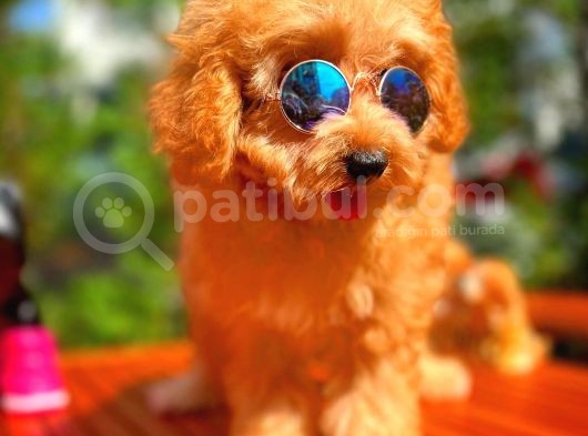 Orijinal Renk Safkan Red Brown Toy Poodle Oğlumuz Browni görsel