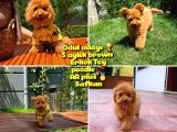 Orijinal Renk Safkan Brown Toy Poodle Oğlumuz Badem