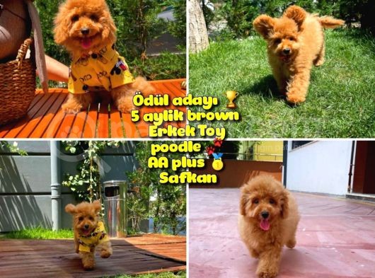 Orijinal Renk Safkan Brown Toy Poodle Oğlumuz Badem