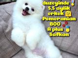 Küt Burun Kare Surat Yarışma Adayı Safkan Boo Pomeranian