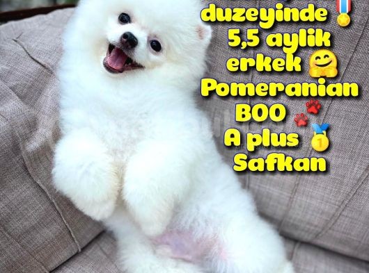 Küt Burun Kare Surat Yarışma Adayı Safkan Boo Pomeranian