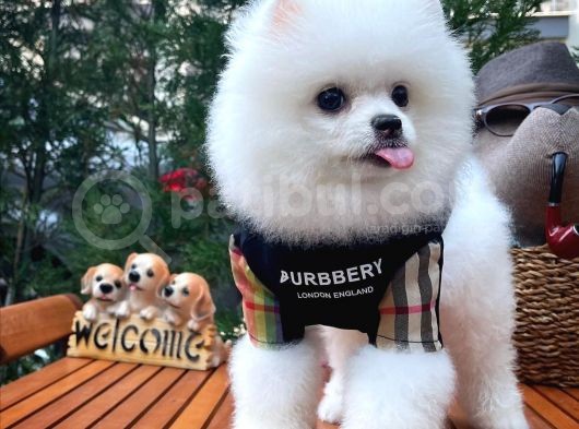 Küt Burun Kare Surat Yarışma Adayı Safkan Boo Pomeranian görsel