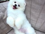 Küt Burun Kare Surat Yarışma Adayı Safkan Boo Pomeranian