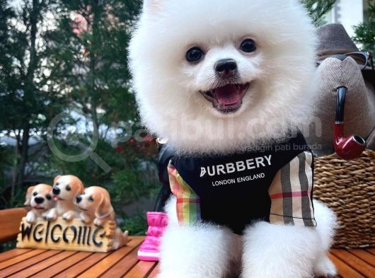 Küt Burun Kare Surat Yarışma Adayı Safkan Boo Pomeranian görsel
