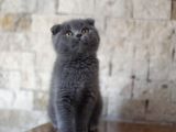 Nilcattery Scottish Fold Blue Yavrularımız