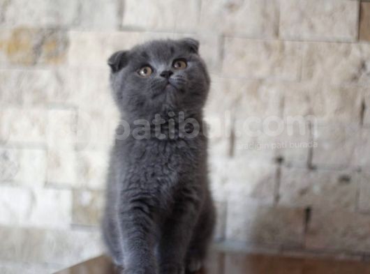 Nilcattery Scottish Fold Blue Yavrularımız görsel