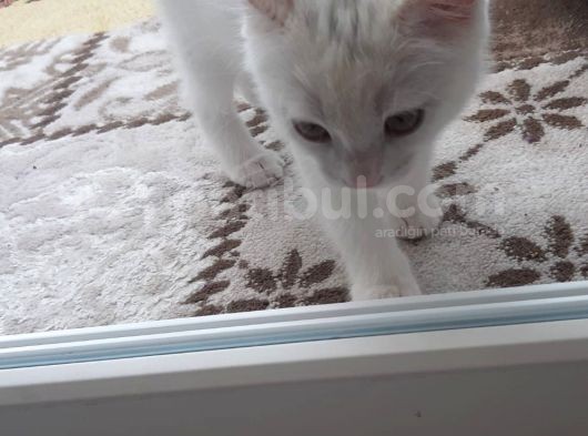 2 Aylık British Shorthair görsel