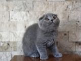 Nilcattery Scottish Fold Blue Yavrularımız