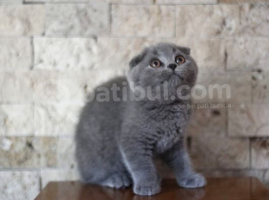 Nilcattery Scottish Fold Blue Yavrularımız görsel