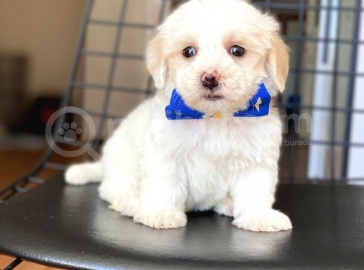 Yavru Maltese Terrier görsel