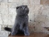 Nilcattery Scottish Fold Blue Yavrularımız