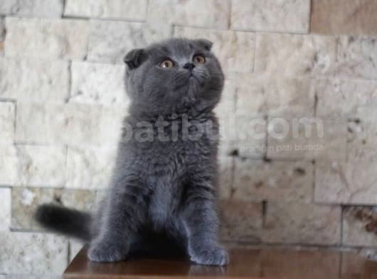 Nilcattery Scottish Fold Blue Yavrularımız görsel