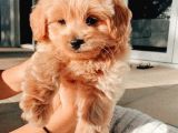 Maltipoo Yavruları için Bize Ulaşın