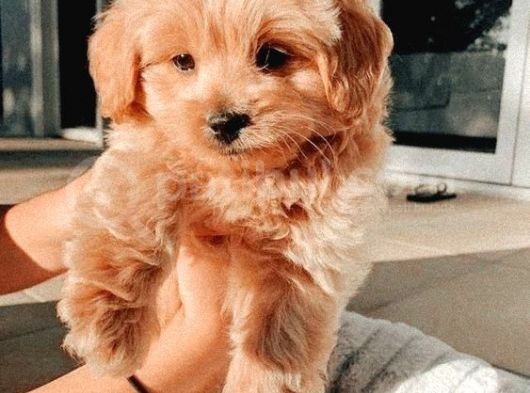 Maltipoo Yavruları Için Bize Ulaşın