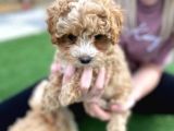 Maltipoo Yavruları Için Bize Ulaşın