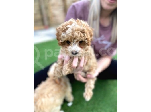 Maltipoo Yavruları Için Bize Ulaşın görsel