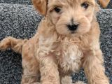 Maltipoo Yavruları Için Bize Ulaşın