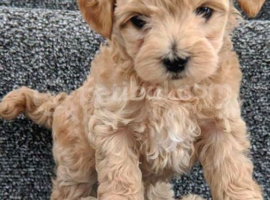 Maltipoo Yavruları Için Bize Ulaşın görsel