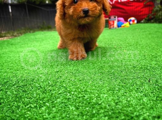 Aa Kalite Safkan Toy Poodle Yavrularımız görsel