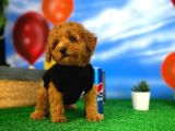 Çocuklarla Anlaşabilen En İyi Irk Toy Poodle Yavrusu