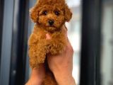 Çocuklarla Anlaşabilen En İyi Irk Toy Poodle Yavrusu