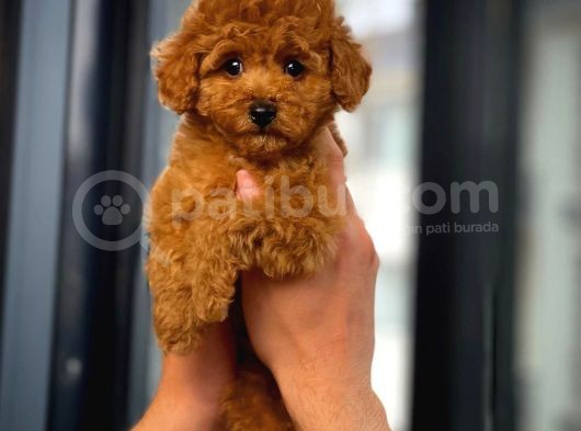 Çocuklarla Anlaşabilen En İyi Irk Toy Poodle Yavrusu görsel