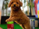 Çocuklarla Anlaşabilen En İyi Irk Toy Poodle Yavrusu