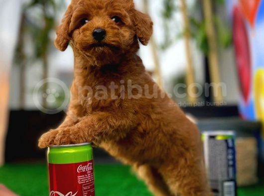Çocuklarla Anlaşabilen En İyi Irk Toy Poodle Yavrusu görsel