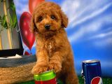 Çocuklarla Anlaşabilen En İyi Irk Toy Poodle Yavrusu