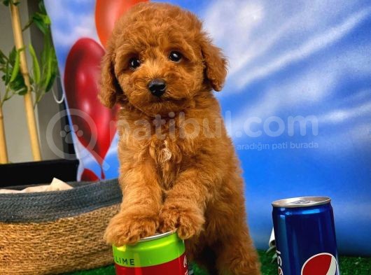Çocuklarla Anlaşabilen En İyi Irk Toy Poodle Yavrusu görsel