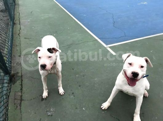 20.06.2021 Doğumlu Safkan Dogo Argentino görsel