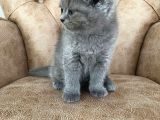 Pofuduk Scottish Fold Yavrumuz