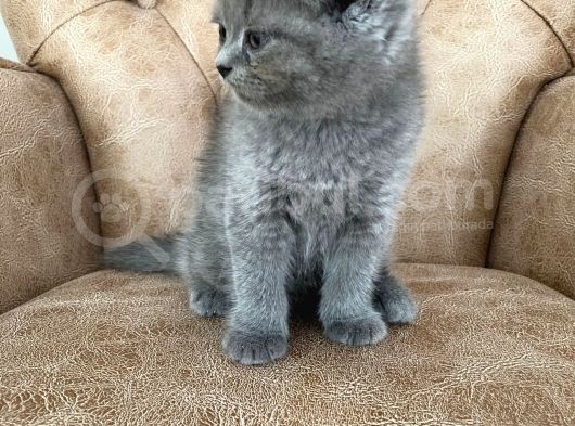 Pofuduk Scottish Fold Yavrumuz görsel