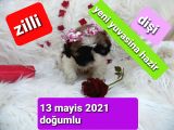 Shih Tzu Sevimli Patiler